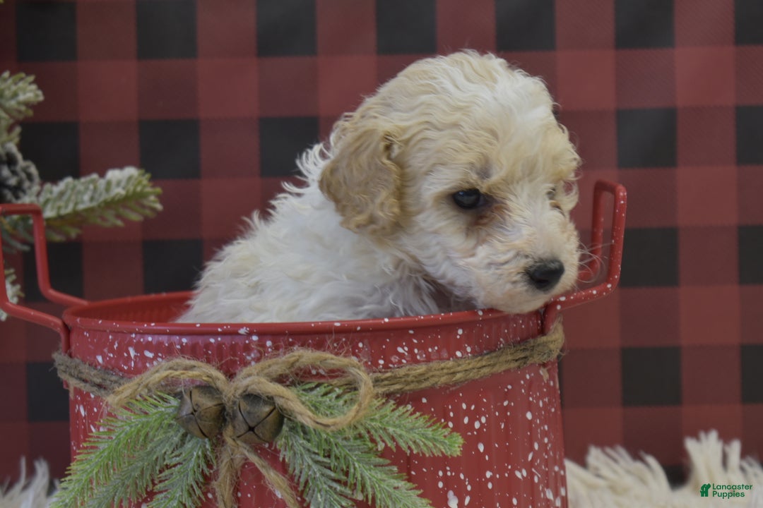 Miniature Poodle dogs for sale: Matt - Ad 5