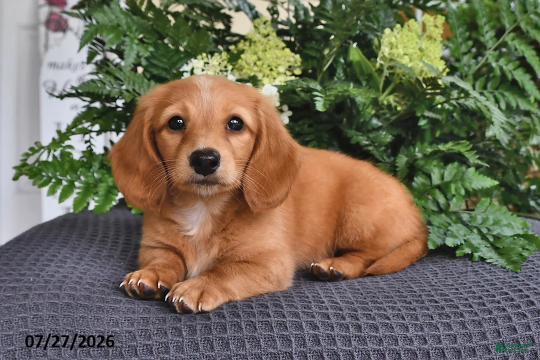Miniature Dachshund dogs for sale: Rosie - Ad 1
