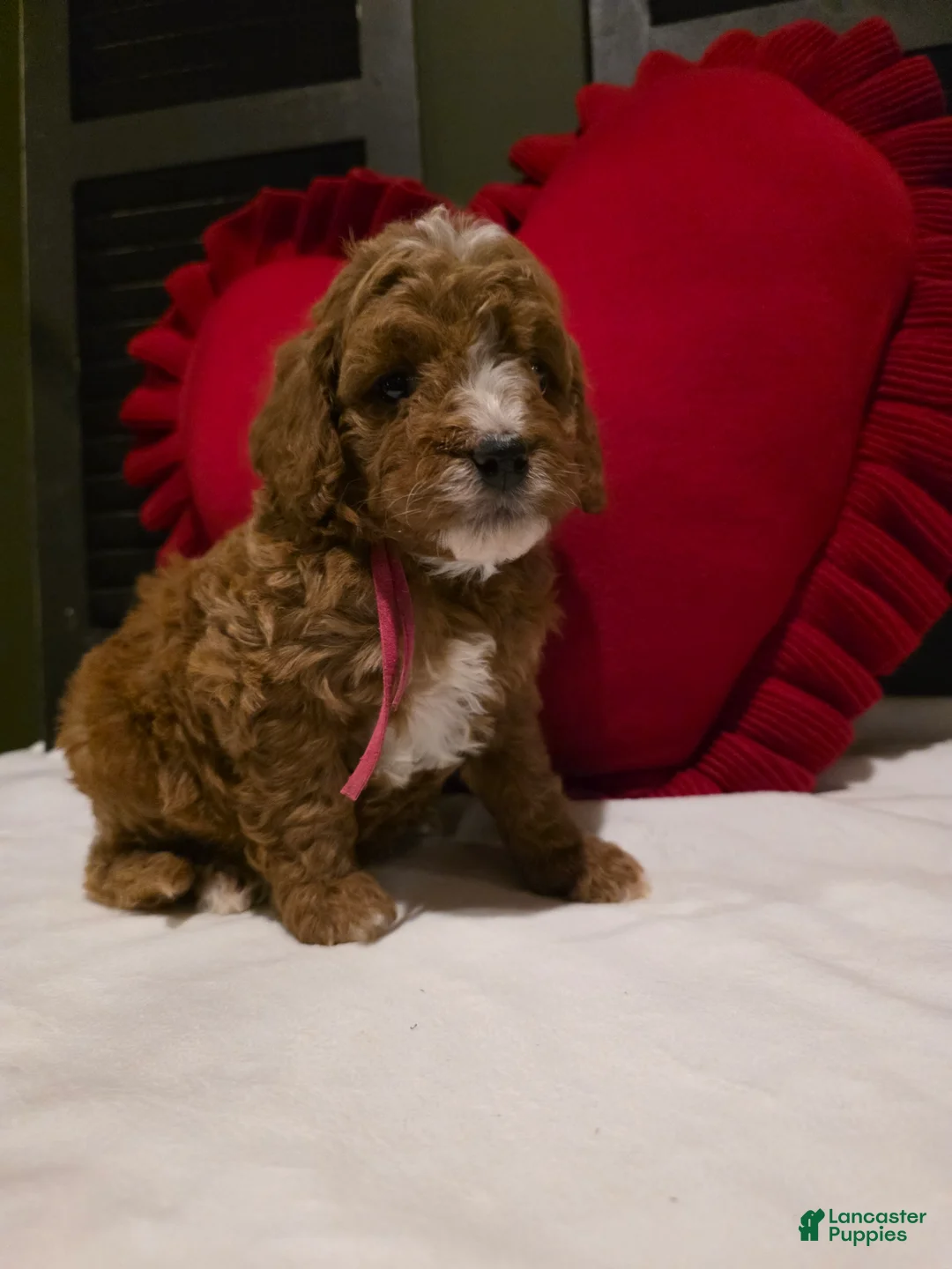 Mini Bernedoodle dogs for sale: Colby  - Ad 7