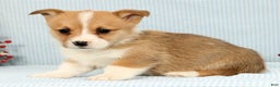 Welsh Corgi Pembroke dogs for sale: Archie - Ad 2