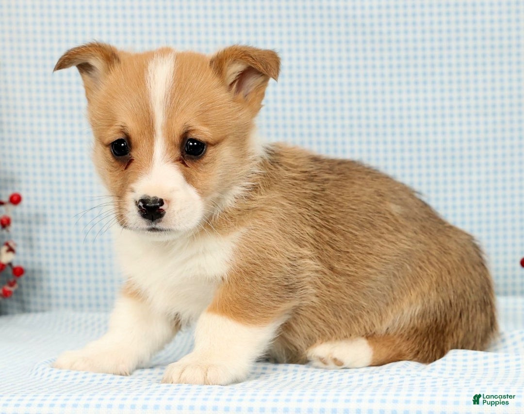 Welsh Corgi Pembroke dogs for sale: Archie - Ad 2