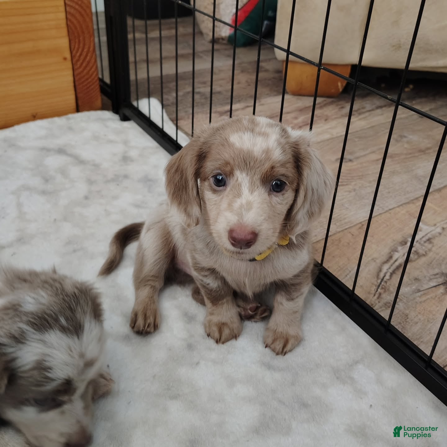 Miniature Dachshund dogs Miniature Dachshund Puppy 8 - Ad 11