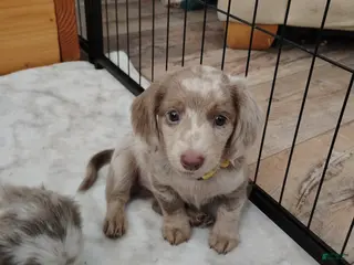 Miniature Dachshund dogs Miniature Dachshund Puppy 8 - Ad 18