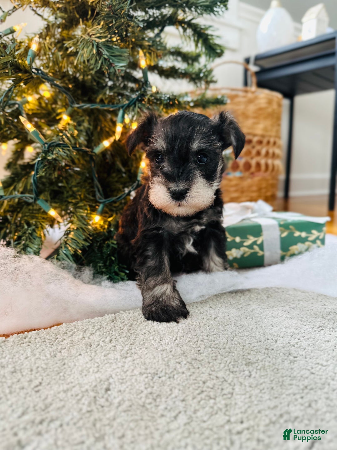 Miniature Schnauzer dogs for sale: Indy - Ad 2