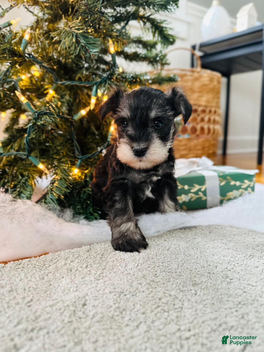 Miniature Schnauzer dogs for sale: Indy - Ad 2