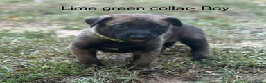 Belgian Malinois 3
