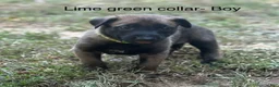 Belgian Malinois dogs for sale: Belgian Malinois 3 - Ad 1