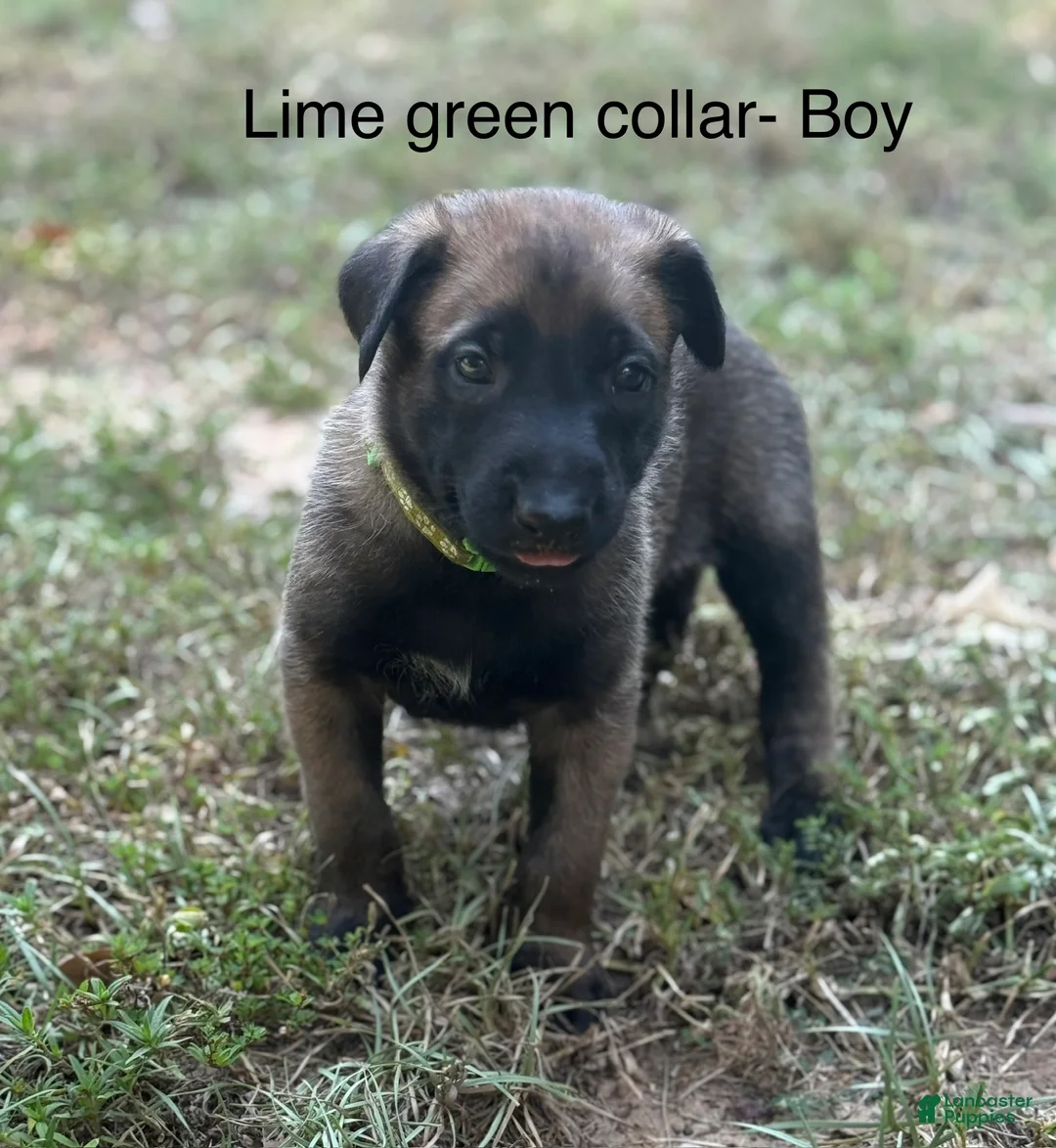 Belgian Malinois dogs for sale: Belgian Malinois 3 - Ad 1