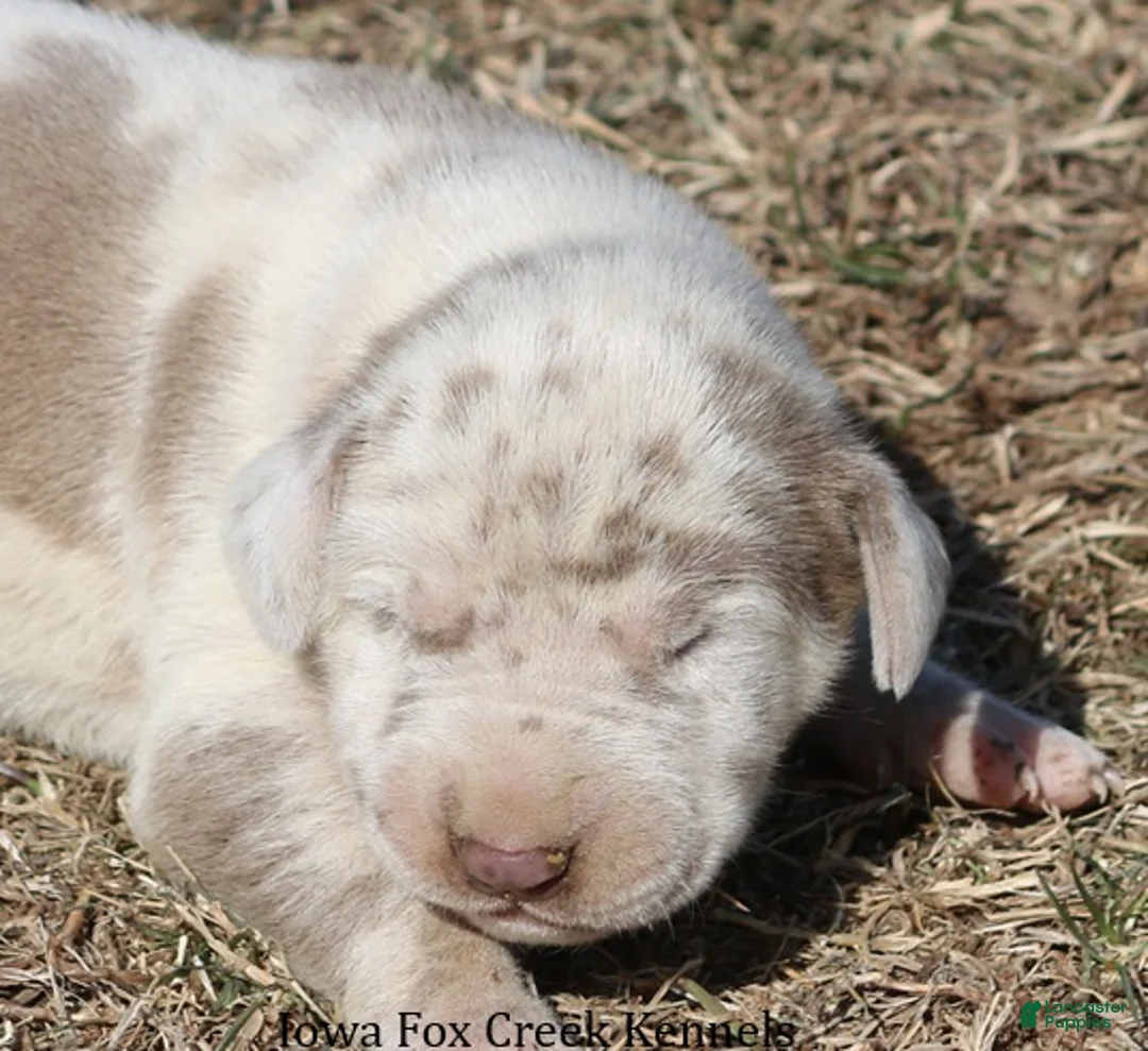 Great Dane dogs for sale: Hercules - Ad 1