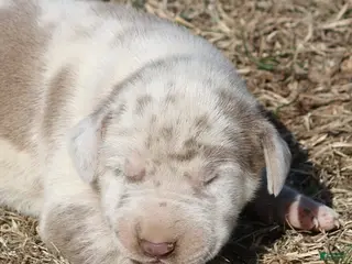 Great Dane dogs Hercules - Ad 39