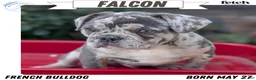 French Bulldog dogs for sale: Falcon - Ad 1