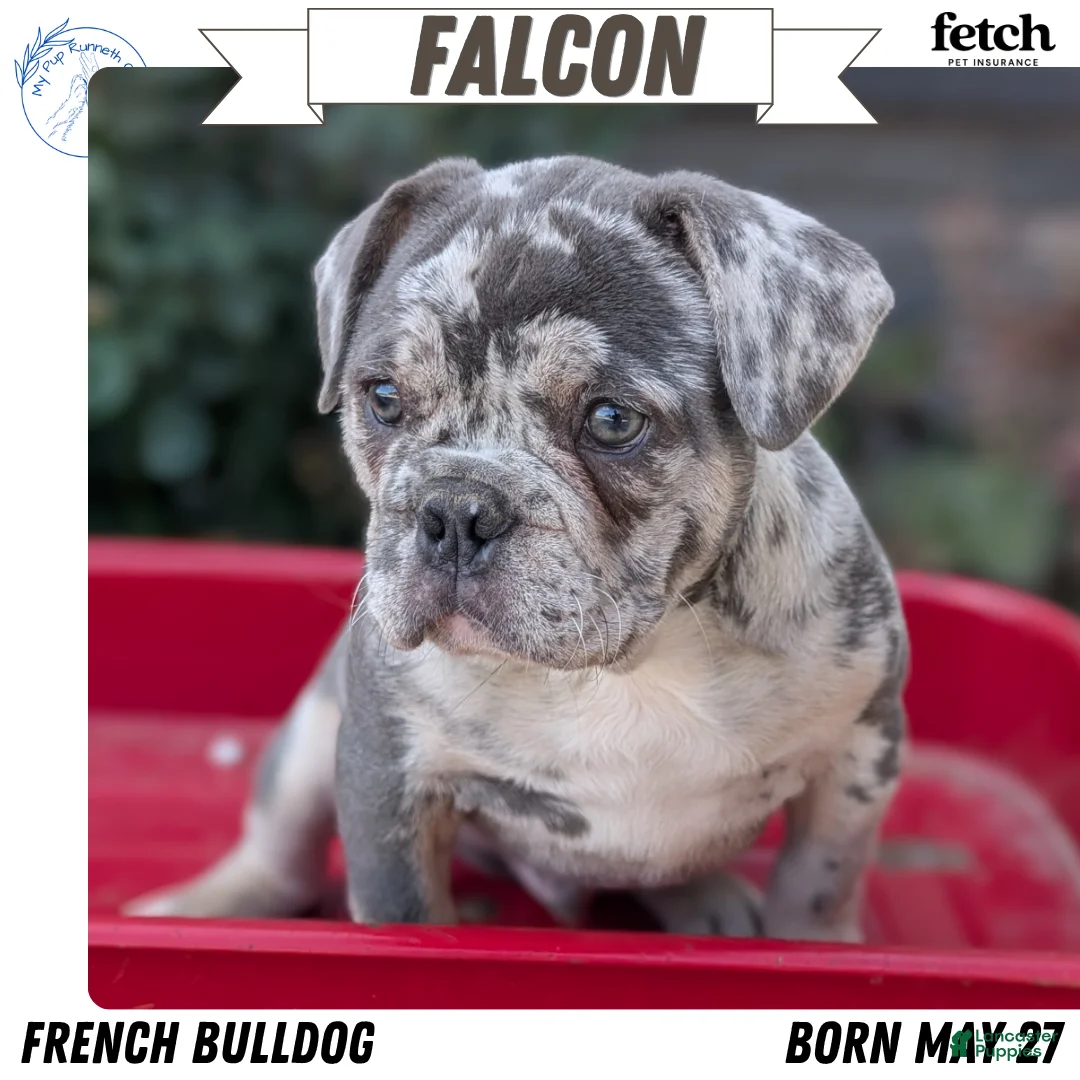 French Bulldog dogs for sale: Falcon - Ad 1