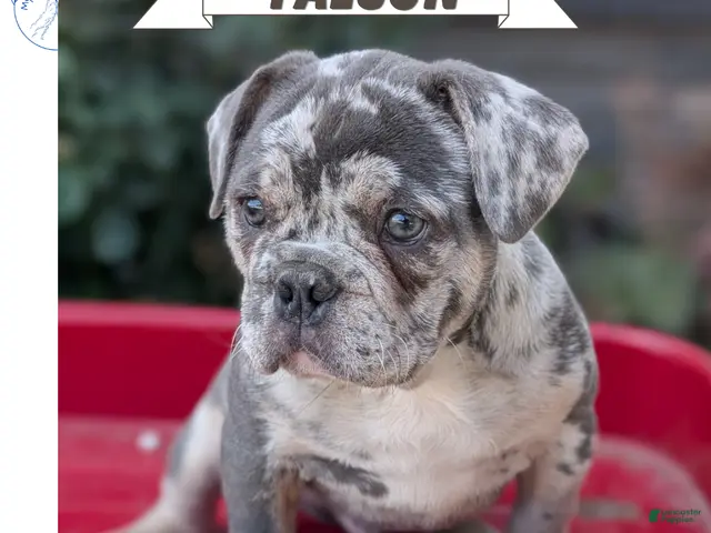 French Bulldog dogs for sale: Falcon - Ad 1