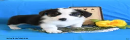 Welsh Corgi Pembroke dogs for sale: Ella - Ad 3