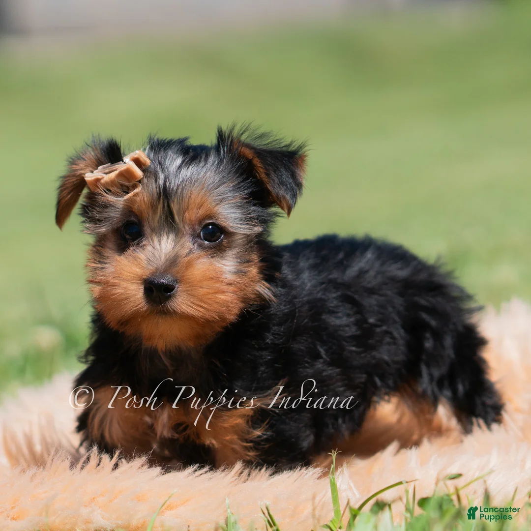 Yorkshire Terrier dogs for sale: Russ - Ad 1