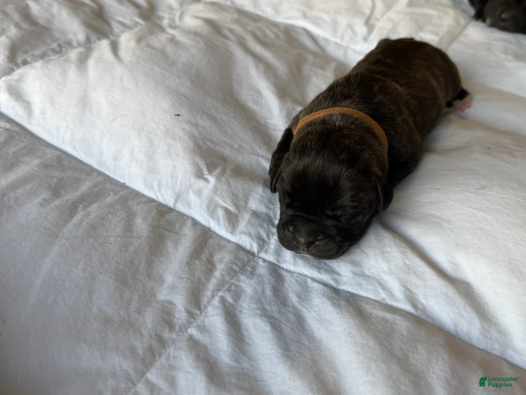 Cane Corso dogs for sale: Cane Corso Puppy 3 - Ad 1