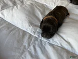 Cane Corso Puppy 3