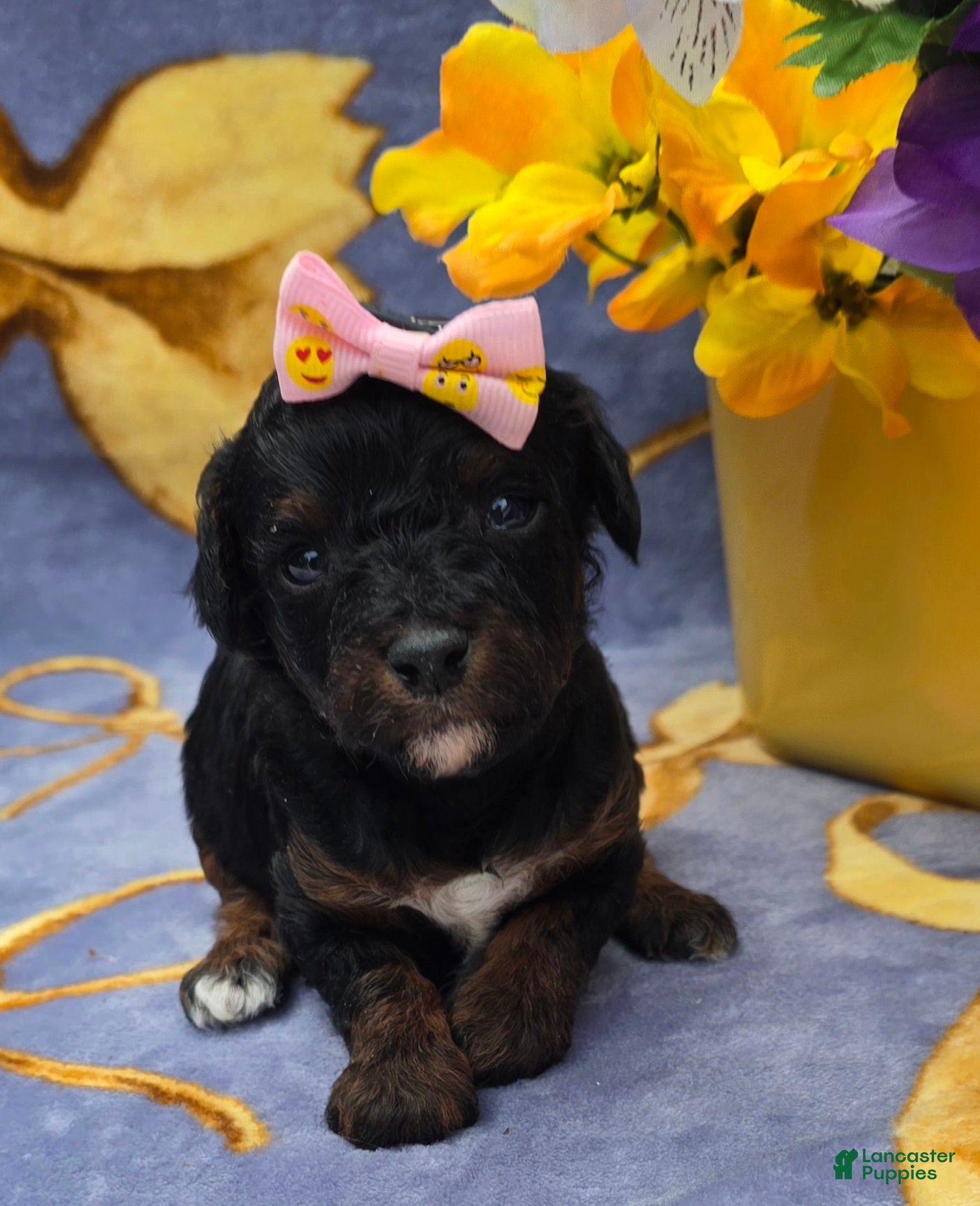 Cavapoo dogs Eclair  - Ad 16