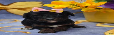 Eclair 