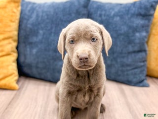 Labrador Retriever dogs - Ad 27