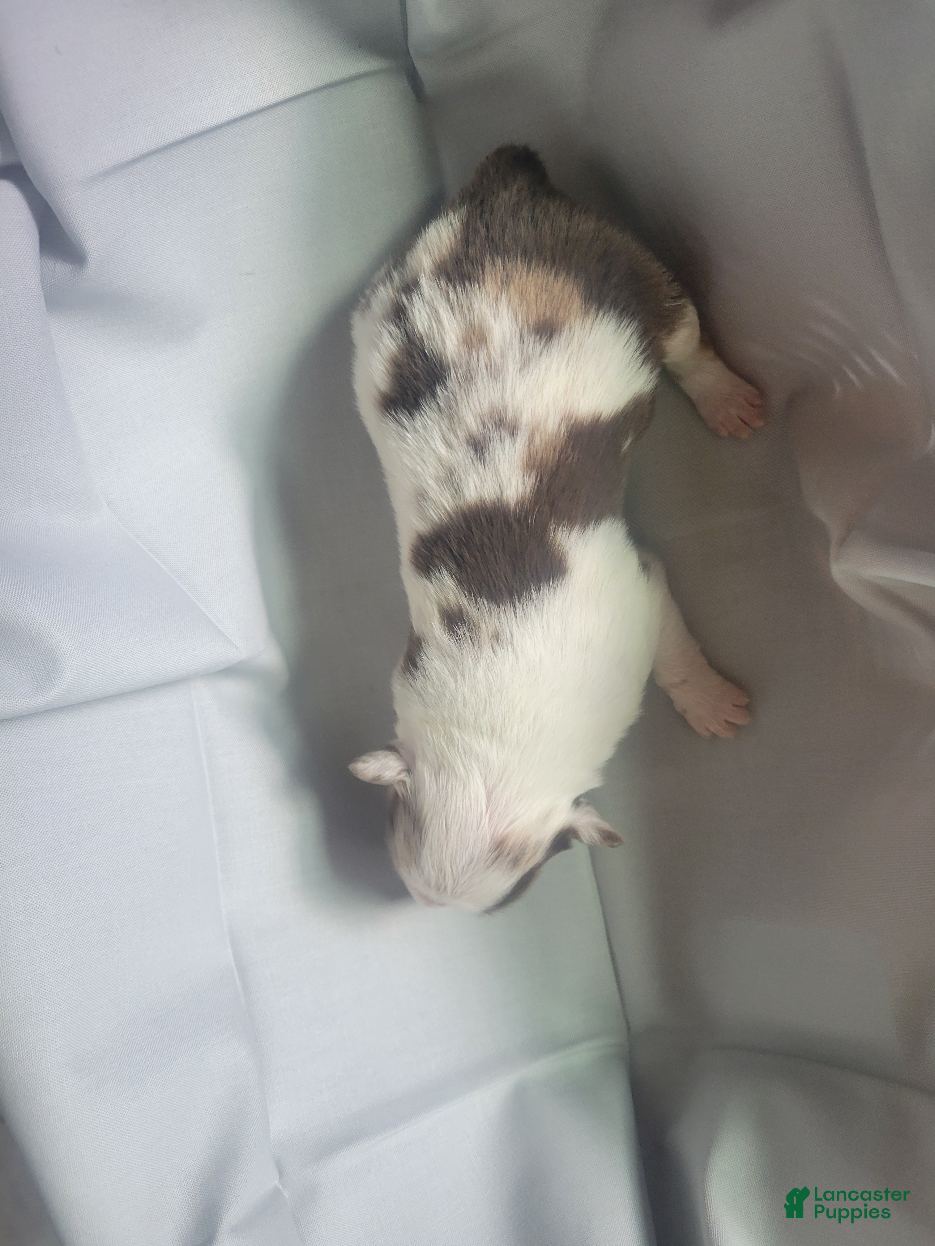 Australian Shepherd dogs for sale: Australian Shepherd 2 - Ad 4