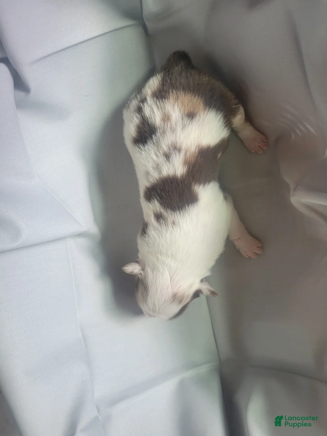 Australian Shepherd dogs for sale: Australian Shepherd 2 - Ad 1