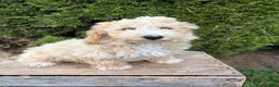 Bichpoo dogs for sale: Jack - Ad 4