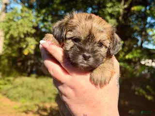 Shorkie dogs Maple - Ad 1
