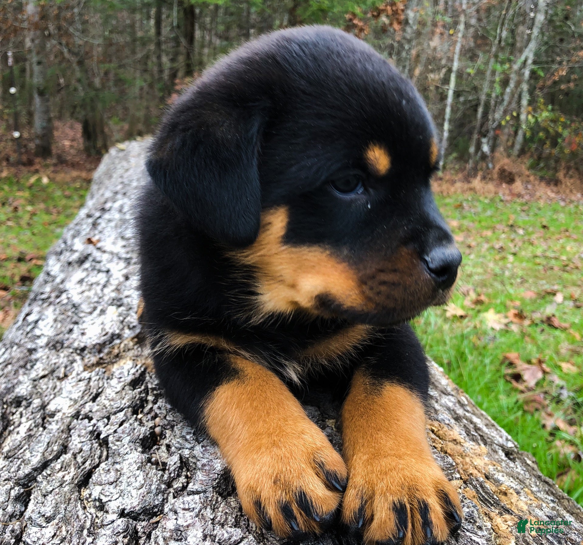 Rottweiler dogs Rottweiler 5 - Ad 7