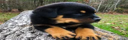 Rottweiler dogs for sale: Rottweiler 5 - Ad 1