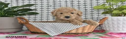 Goldendoodle dogs for sale: Ralph - Ad 2