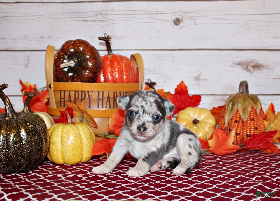 Chihuahua dogs for sale: North - Ad 2