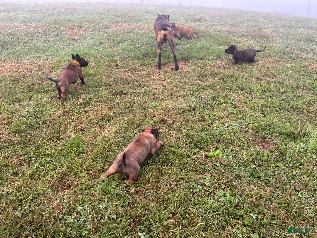 Belgian Malinois dogs for sale: Mocha ❤️alpha Akc Beauty 717-202-9120 - Ad 2