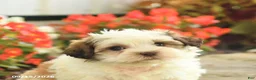 Teddy Bear dogs for sale: Julie  - Ad 5