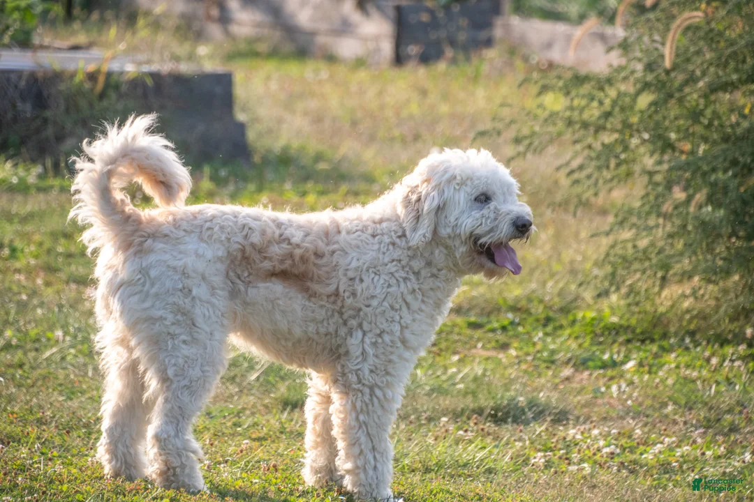 Goldendoodle dogs for sale: Willa - Ad 7