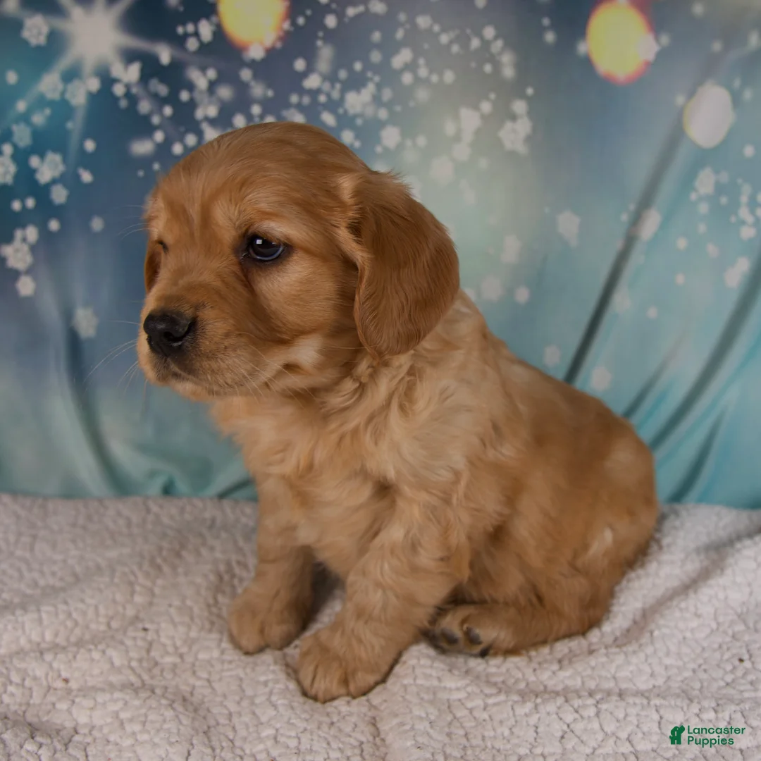 Mixed Breed dogs for sale: Joey - Ad 8