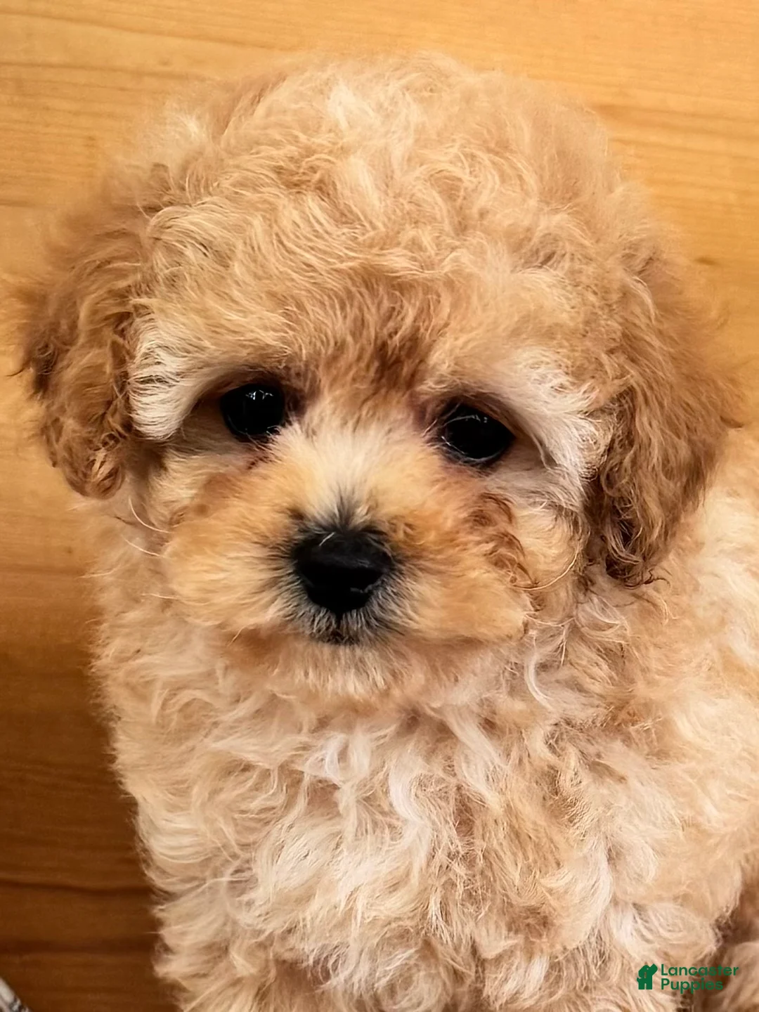 Maltipoo dogs for sale: Maltipoo Puppy 1 - Ad 1