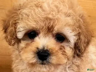 Maltipoo dogs Maltipoo Puppy 1 - Ad 15