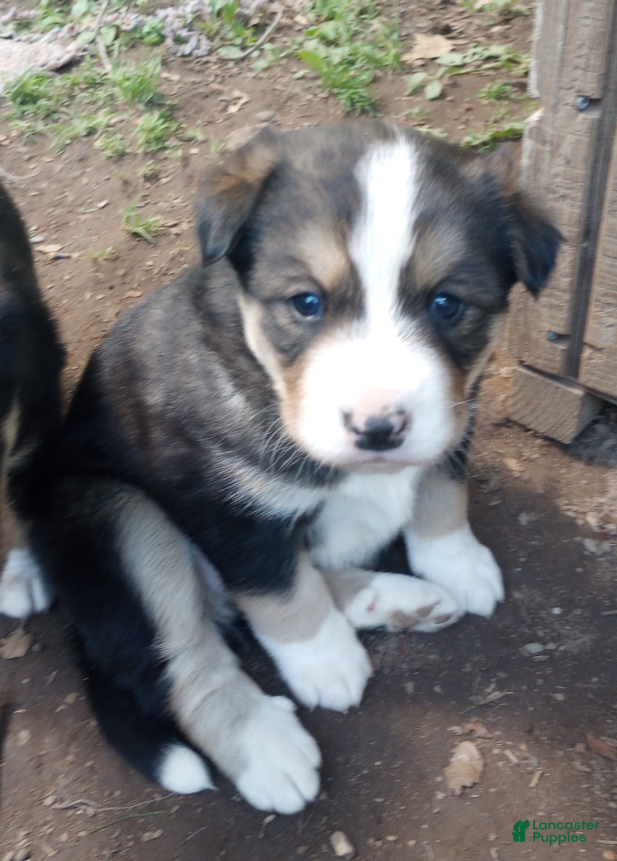 Mixed Breed dogs CRYSTAL - Ad 39