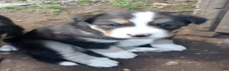 Mixed Breed dogs for sale: CRYSTAL *SALE* - Ad 6