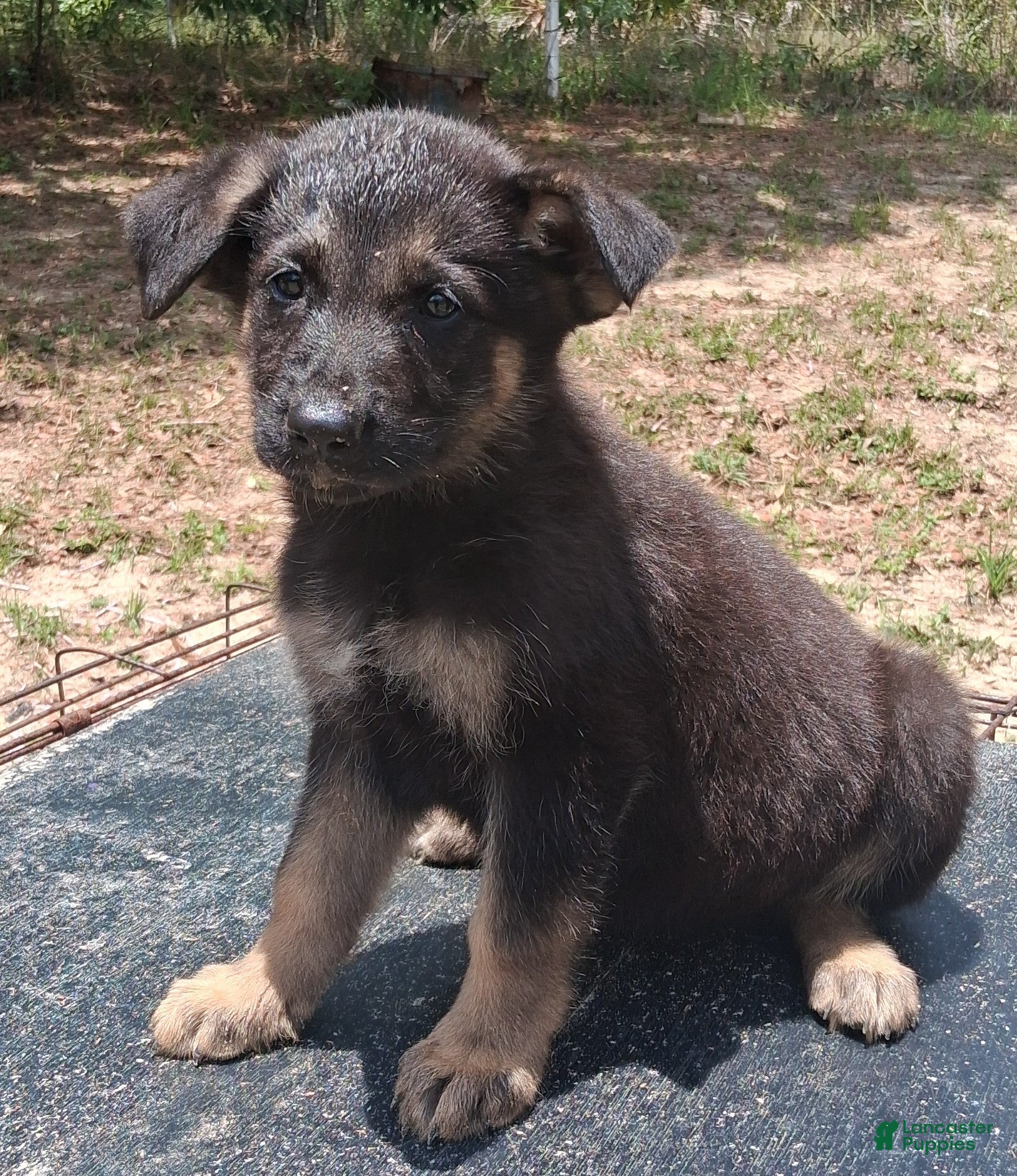 German Shepherd dogs German Shepherd Puppy 3 - Ad 40
