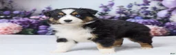 Australian Shepherd dogs for sale: Roxy - Ad 4