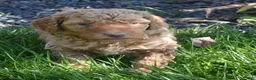 Standard Poodle dogs for sale: Standard Poodle 2 Apricot - Ad 7