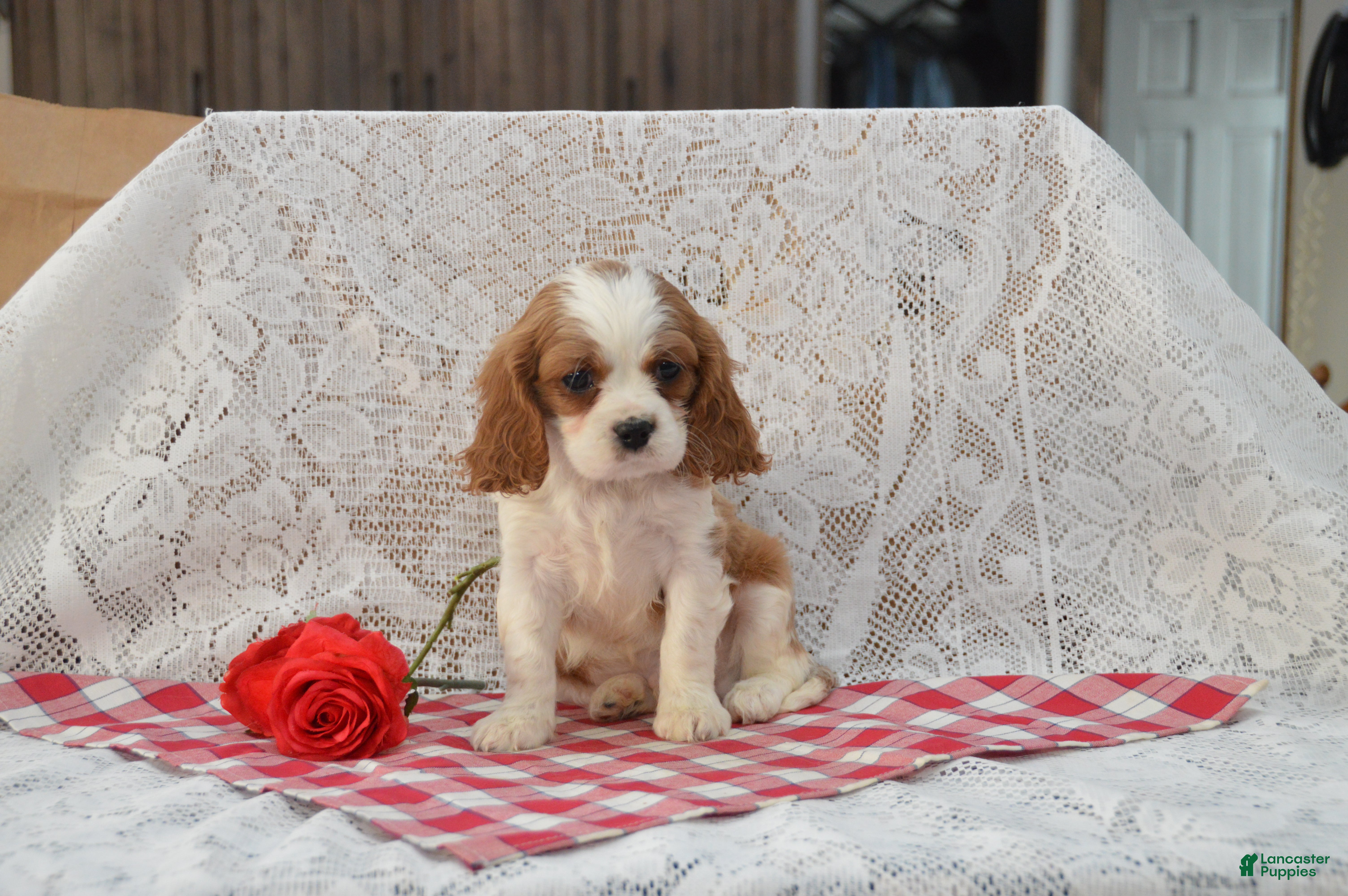Cavalier King Charles Spaniel dogs Devon - Ad 2