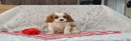 Cavalier King Charles Spaniel dogs for sale: Devon - Ad 2