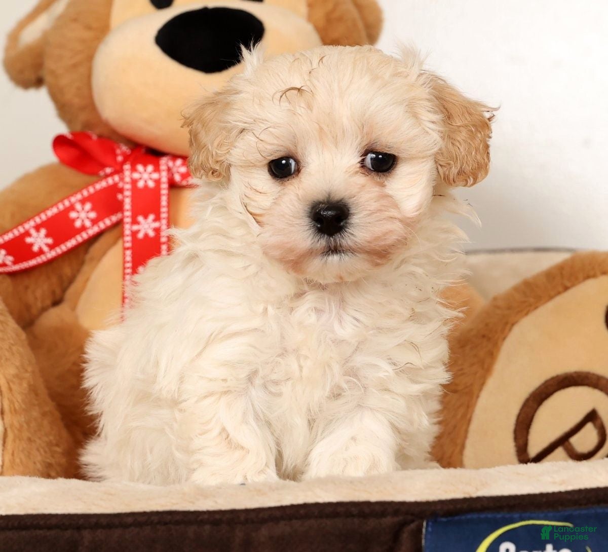 Maltipoo dogs Danny - Ad 4