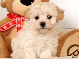 Maltipoo dogs Danny - Ad 19