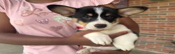 Welsh Corgi Pembroke dogs for sale: Poppy - Ad 1