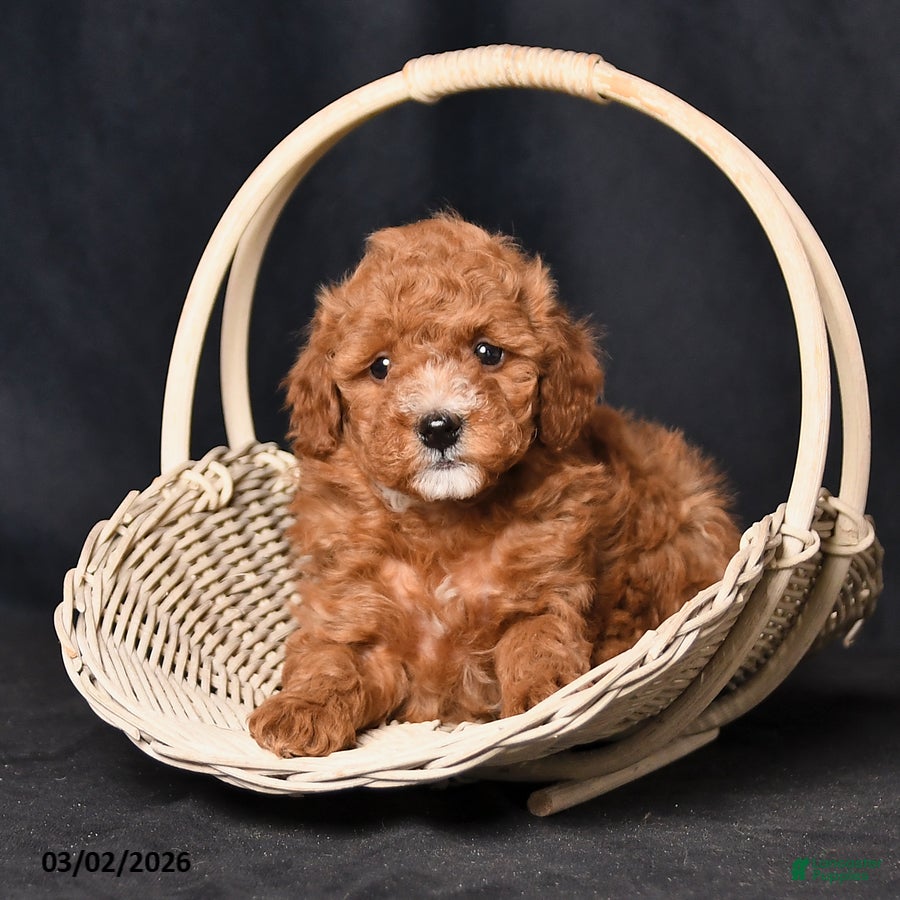 Toy Poodle dogs Scamper - Ad 1