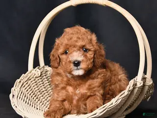 Toy Poodle dogs for sale: Scamper - Ad 4